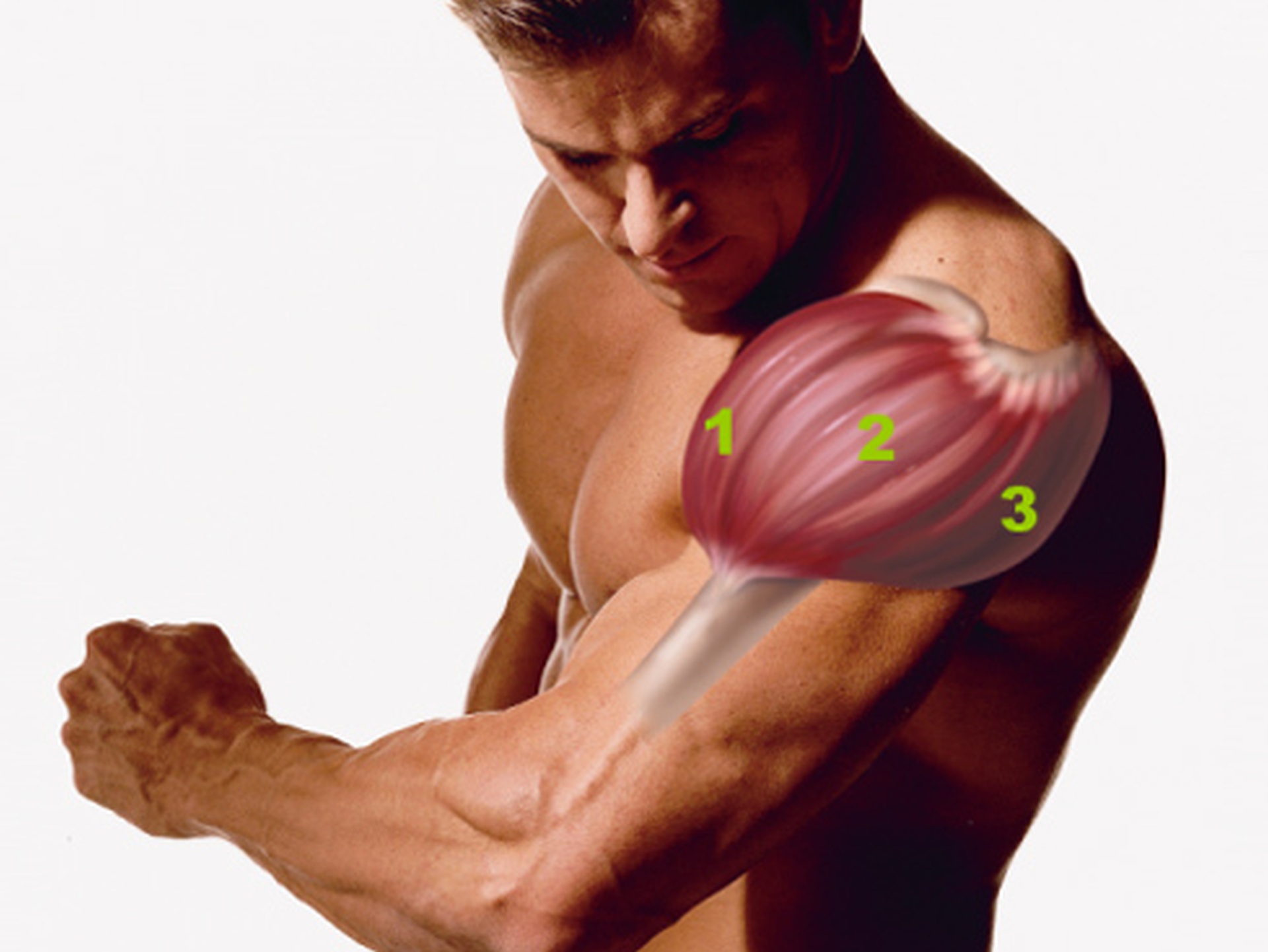 На рисунке ниже мы видим деление дельтовидной мышцы на 3 актона: передний актон (1), центральный актон (2) и тыловой актон (3)